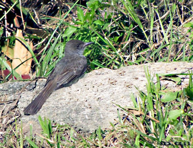 BURLISTO COMÚN (Myiarchus swainsoni) - Jardin Botánico-MONTEVIDEO (Abril 2010)